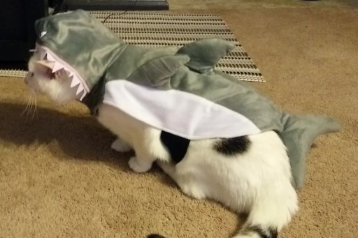 A cat wearing a shark costume.