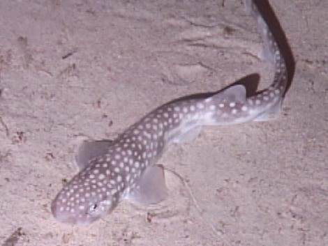 An actual catshark.