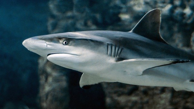 A side view of a shark with its eye facing the camera.
