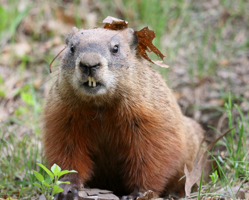 A groundhog with a leaf on its head.