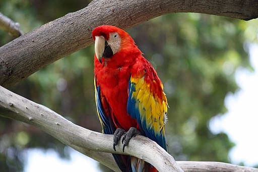 A parrot scowling at you