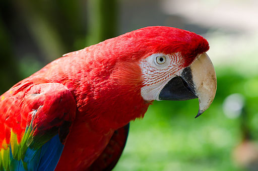 A parrot giving the side eye