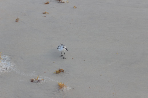 A bird on a beach, coming toward the camera.