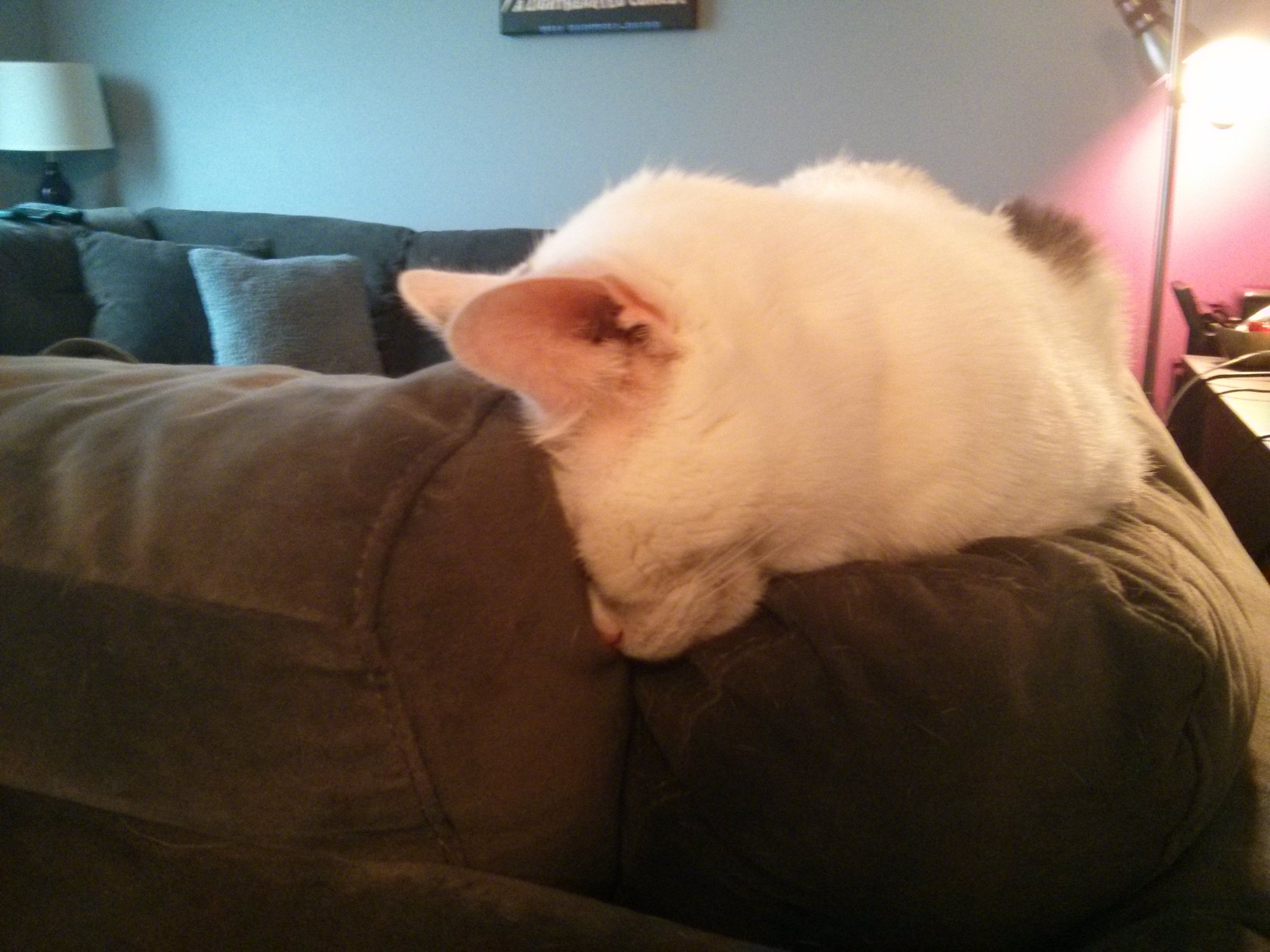 A cat with his face pressed against a couch cushion.