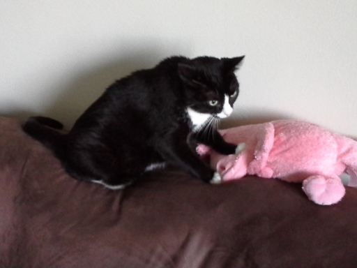 A cat kneeding a stuffed pig.