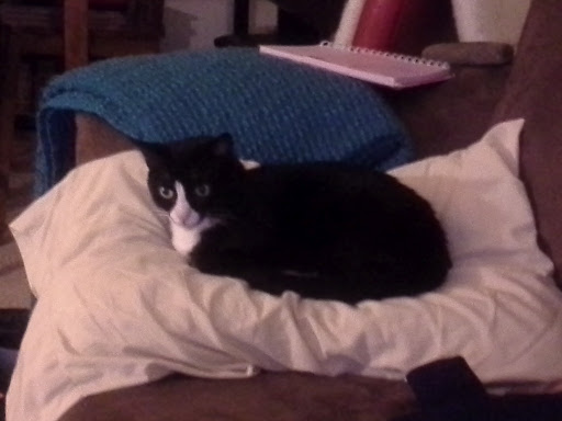 A cat sitting on a pillow.